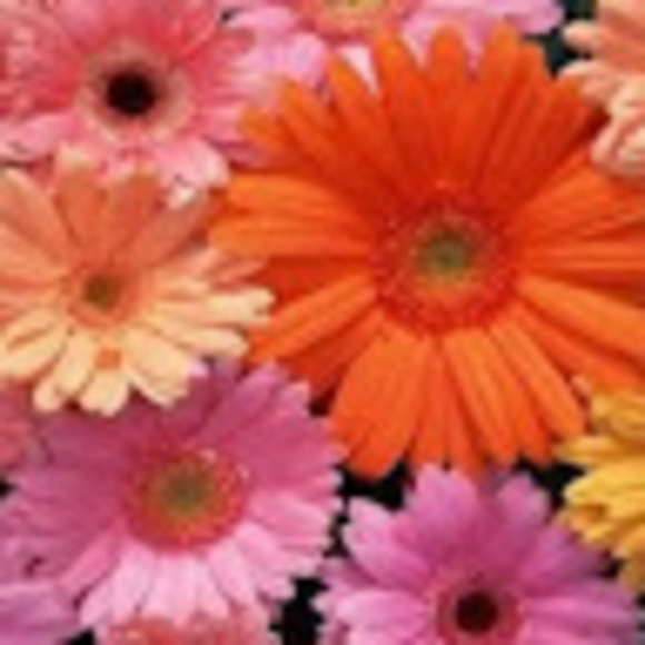 Meet your Posher, Aileen - Picture 1 of 1